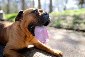 Dog sitting outside in the heat